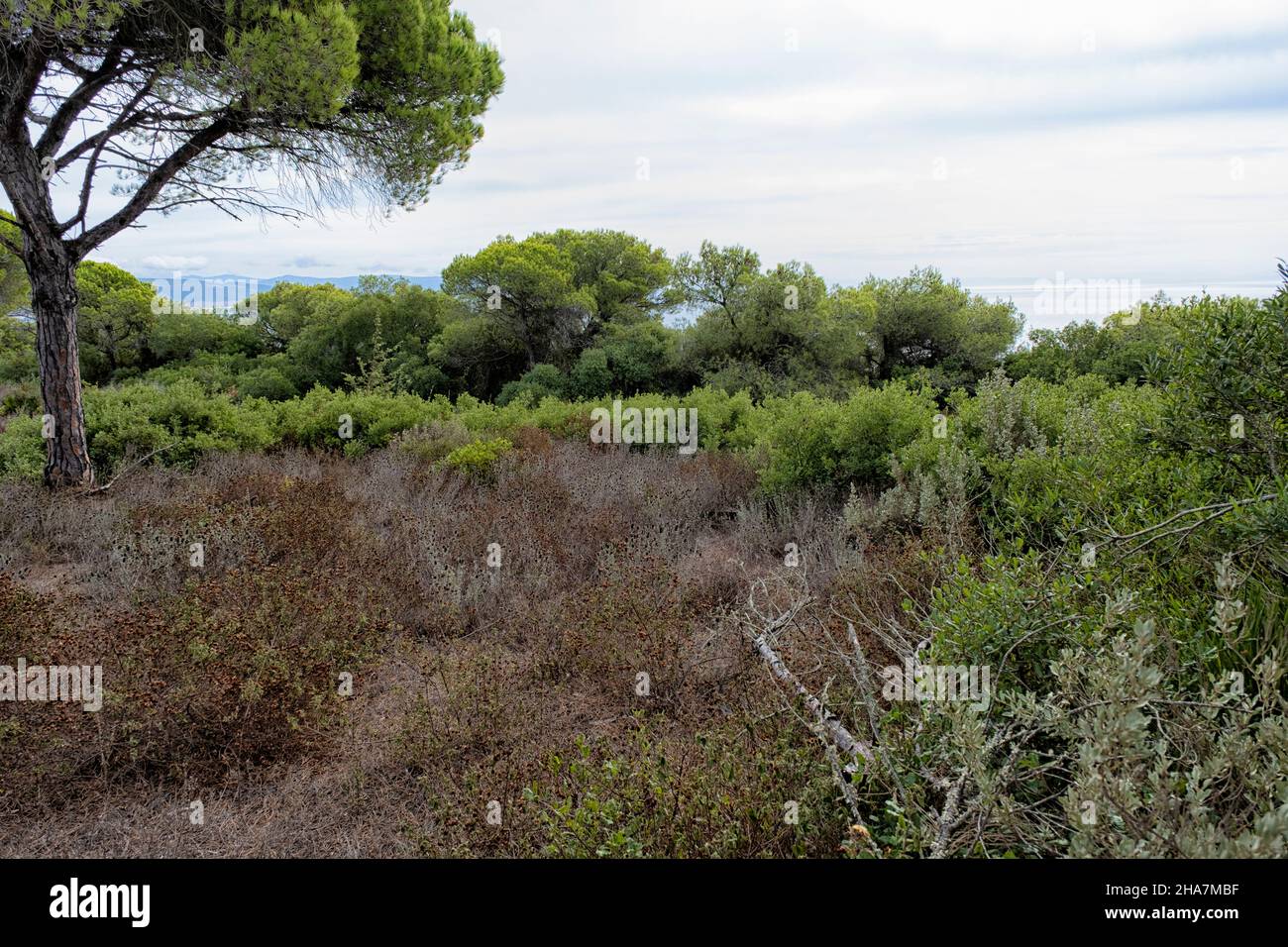 Pineta, Parco Naturale la Breña y Marismas del Barbate, Barbate, provincia di Cadice, Costa de la Luz, Andalusia, Spagna§ Foto Stock