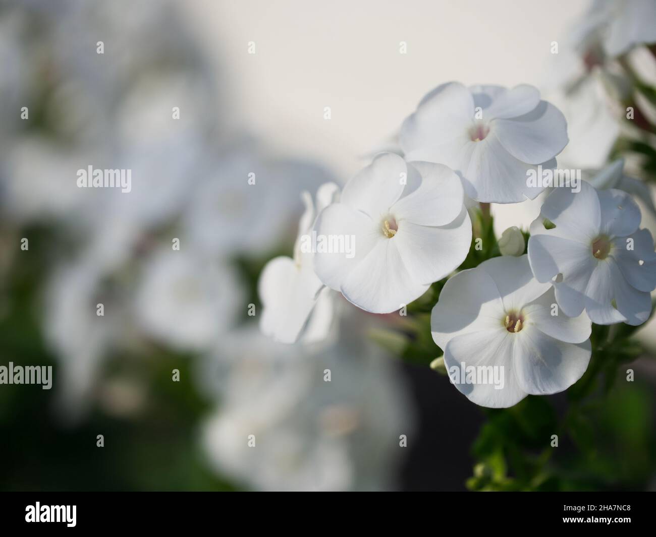 Un'infiorescenza di fiori di flox bianchi, un'immagine ravvicinata. Bellissimi fiori bianchi. Foto Stock