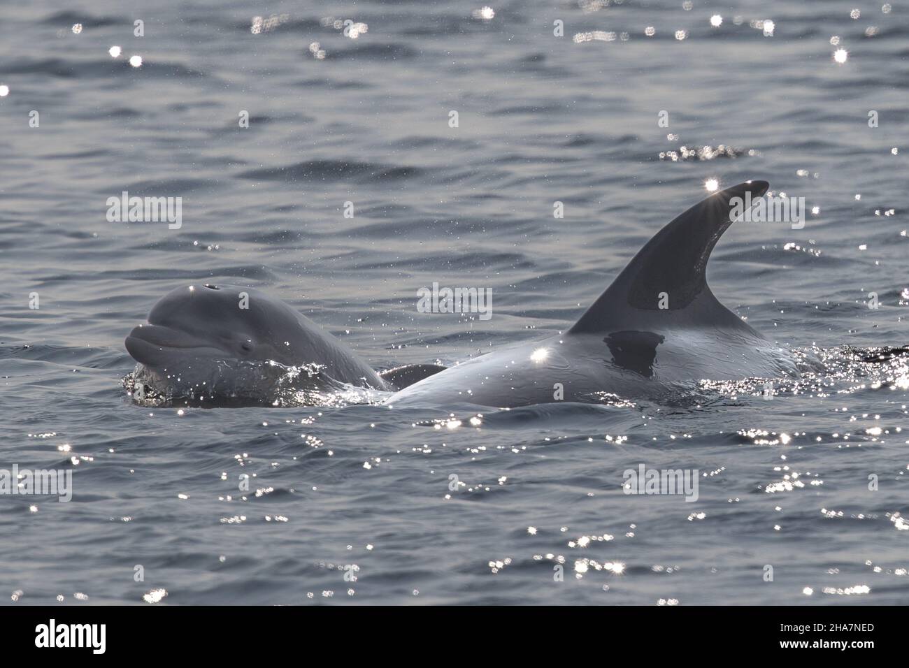 Il delfino di Bottlenose nuota accanto alla madre a Chanonry Point, nelle Highlands scozzesi. Foto Stock