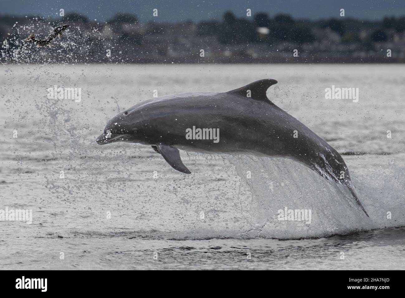 Un delfino di Bottlenose di caccia lancia un salmone e salti dal mare in Scozia. Foto Stock
