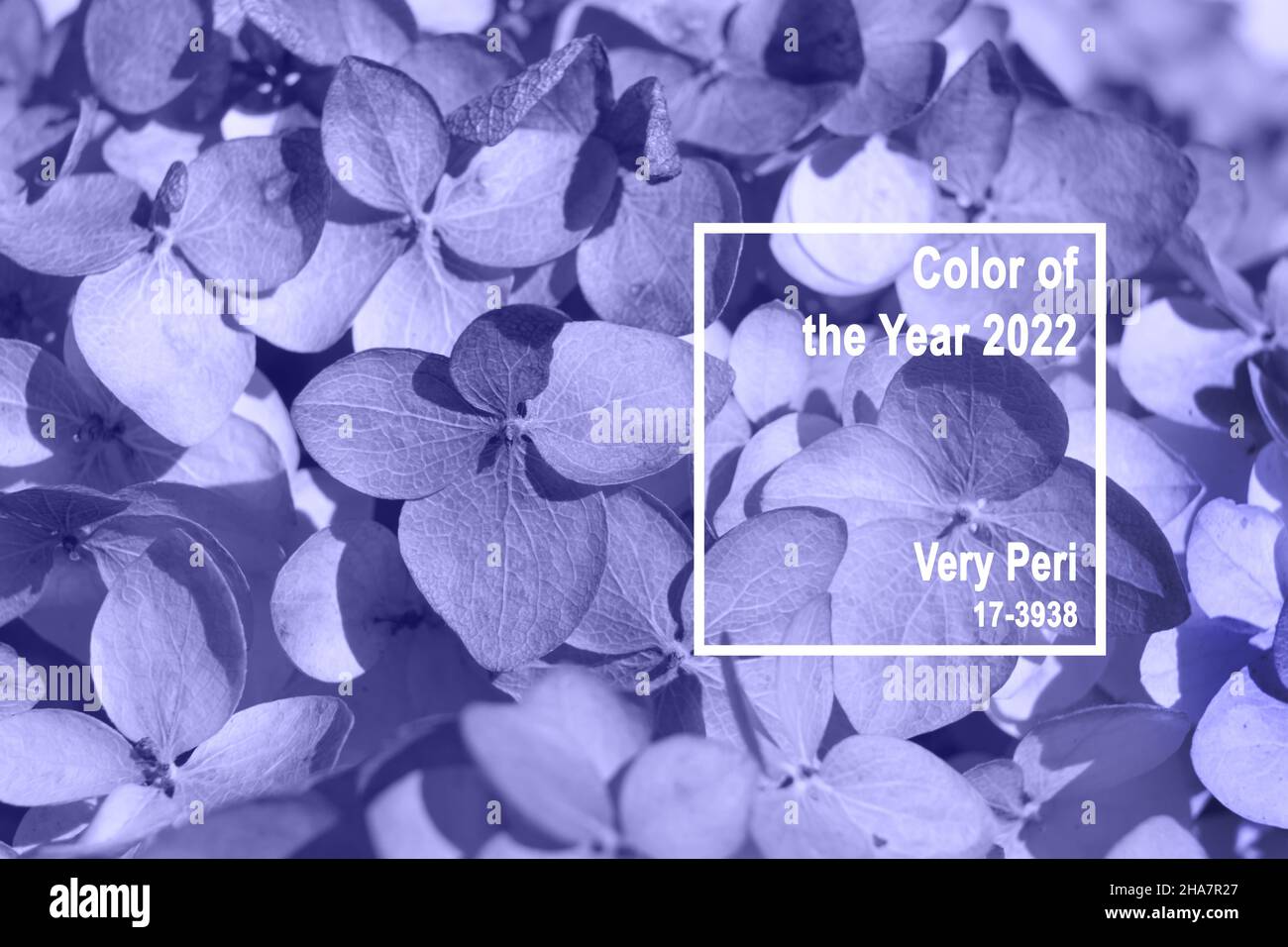 Colore alla moda dell'anno 2022. Sfondo di fiori asciutti. I petali di hydrangea testurizzati si avvicinano. Messa a fuoco soft Foto Stock