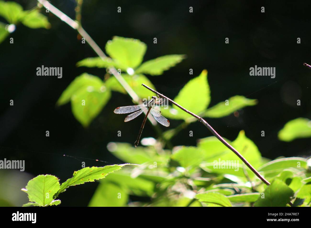 Dragonfly su un ramoscello sotto la copertura di un'area boscosa del baldacchino. Foto Stock