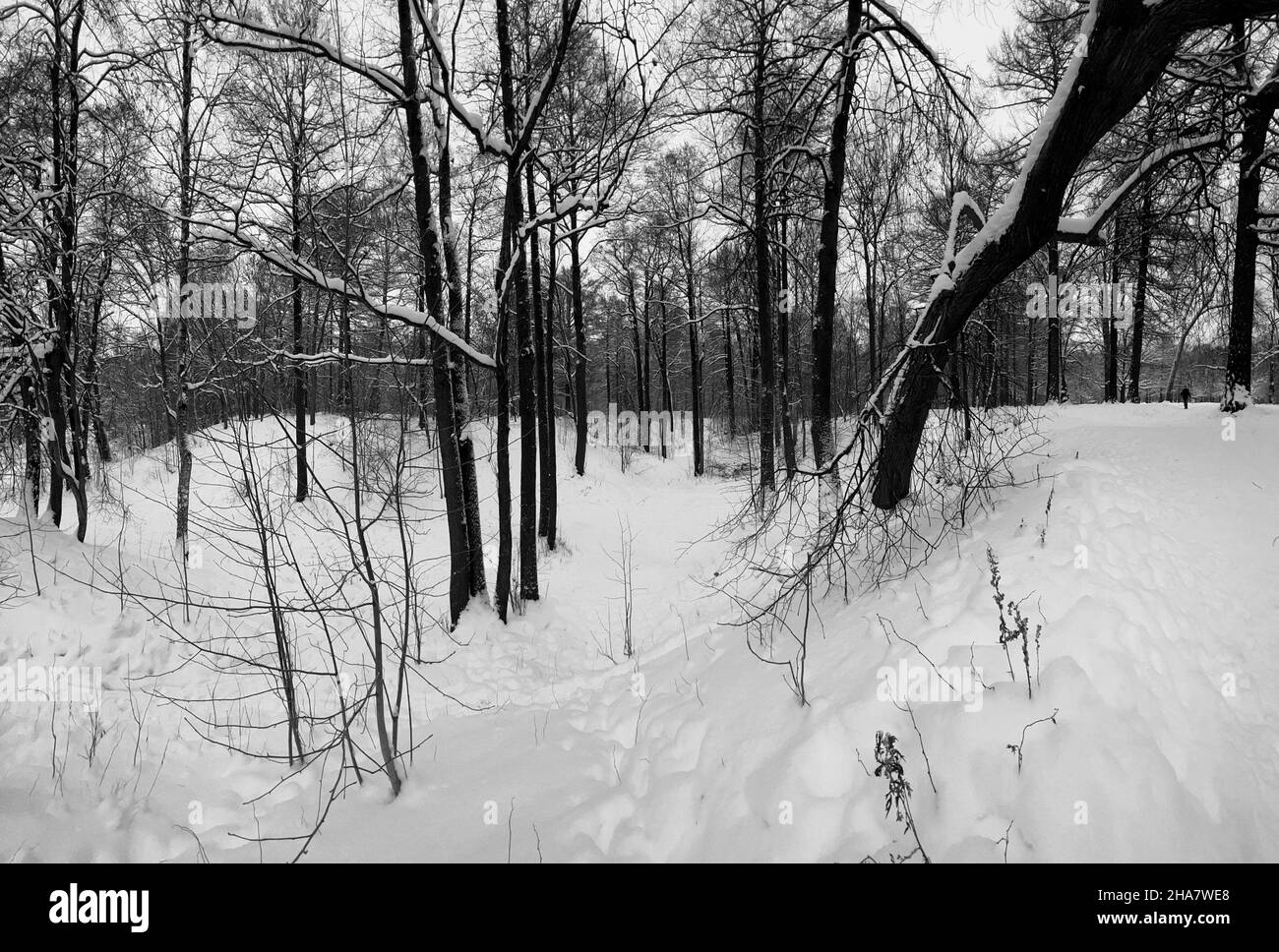 Immagine panoramica di foresta vuota coperta di neve, tronchi di betulla bianco e nero e altri alberi, nessuno nel parco, pace e tranquillità Foto Stock