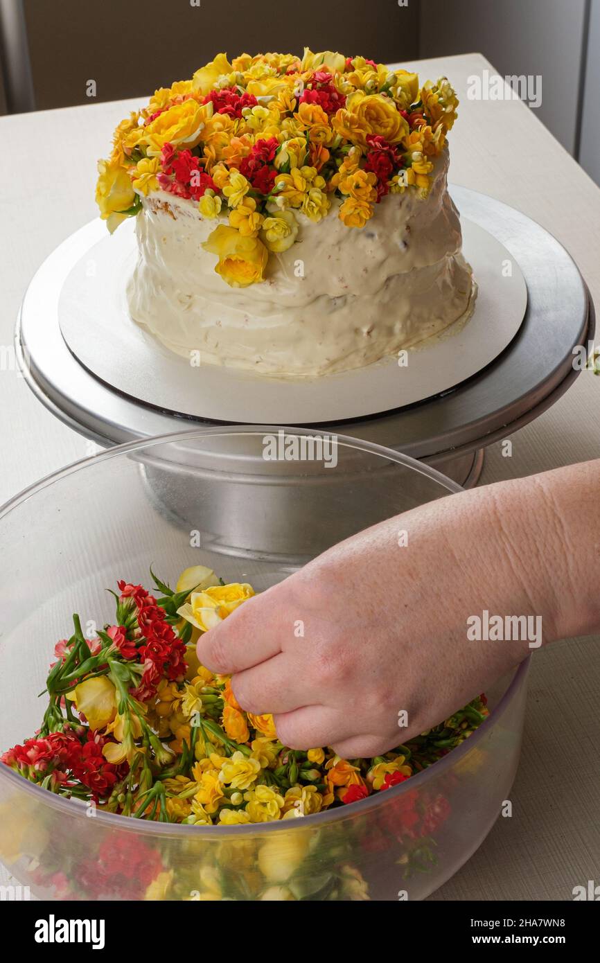 Pasticceria che raccoglie fiori gialli per decorare torta di ganache al cioccolato bianco. Foto Stock