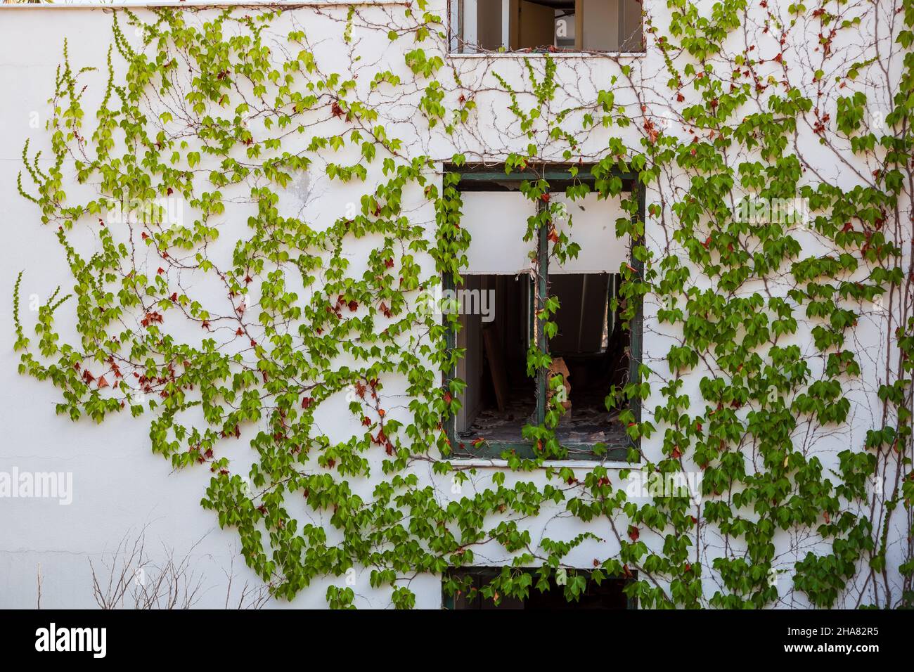La finestra con la finestra rotta di un vecchio edificio bianco abbandonato in Turchia con un sacco di foglie verdi di impianto di lobi. Foto Stock