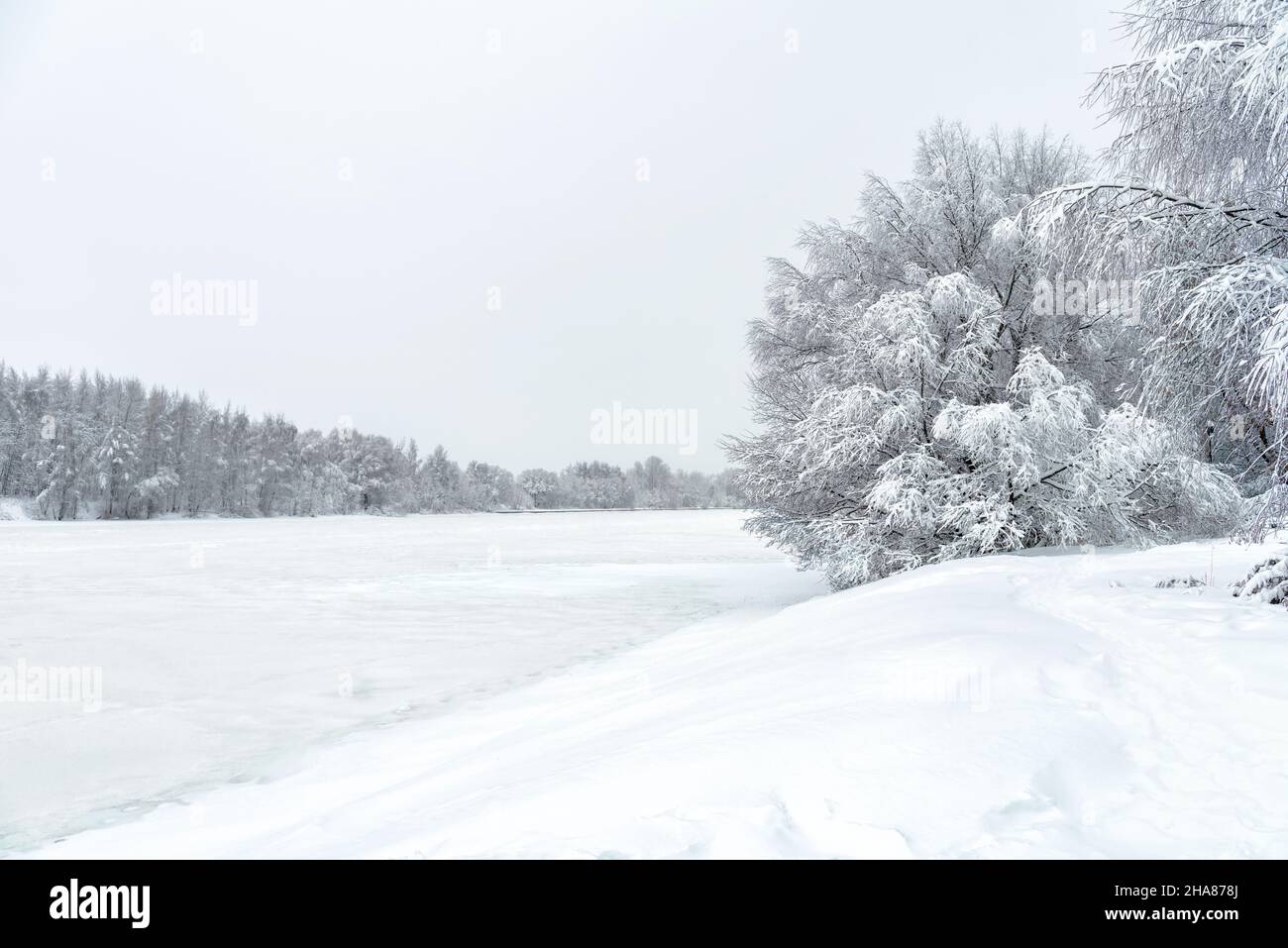 Paesaggio forestale invernale, fiume di ghiaccio nevoso durante la tempesta di neve per sfondo. Vista panoramica sugli alberi del fiume sotto la neve. Concetto di tempo stagionale, Sibe Foto Stock