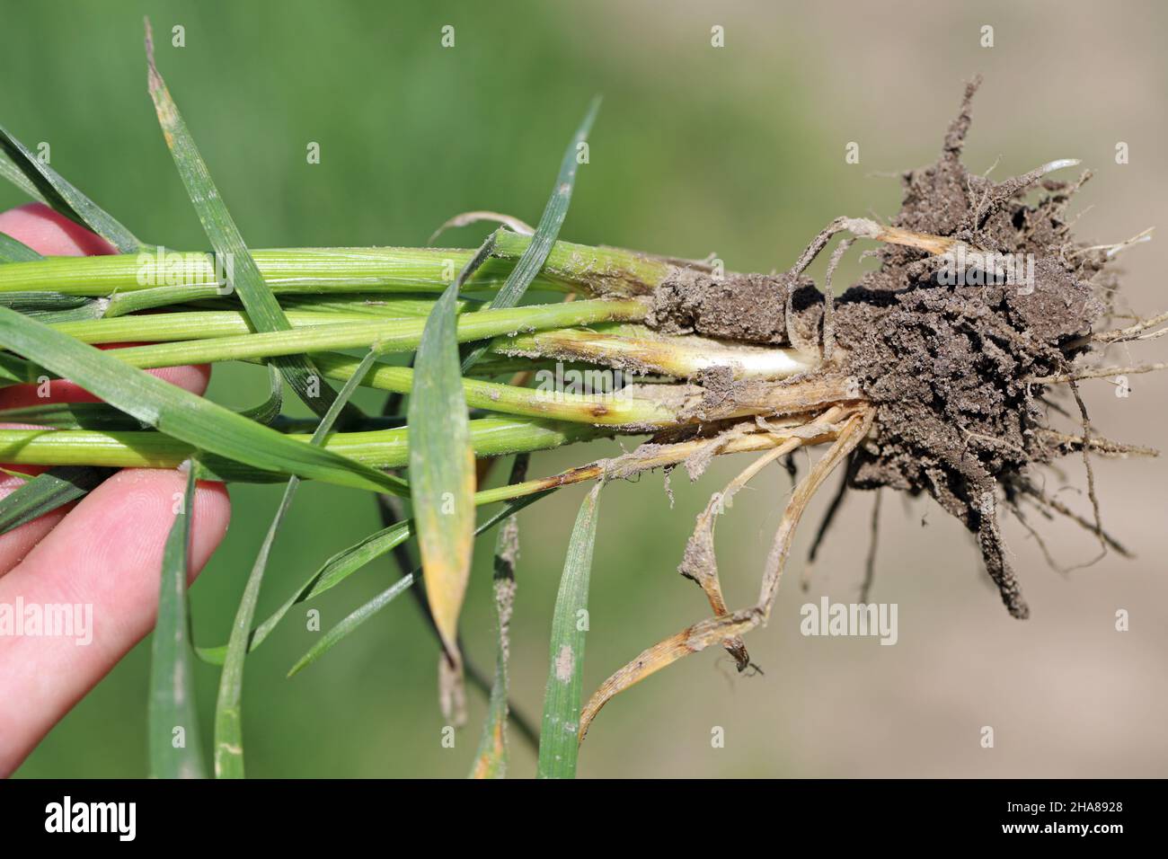 Il fungo take-all, Gaeumannomyces graminis (ascomycota), è un importante patogeno di radice-marciume di cereali e erbe. È il grano e l'orzo più dannosi Foto Stock