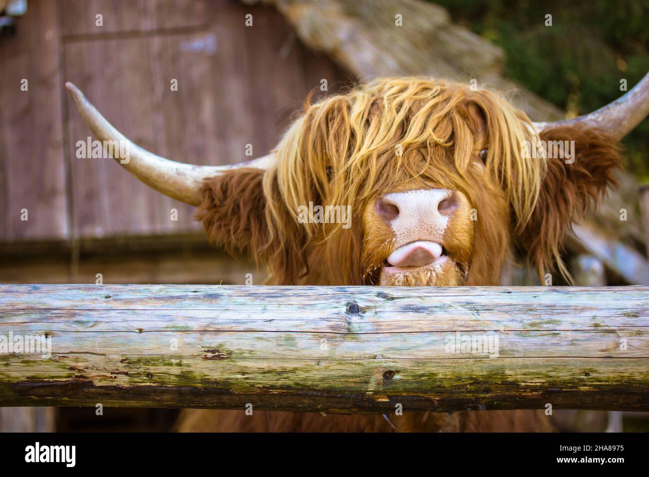 Yak scozzese peloso, corna grandi. Mucca marrone rossastra del bestiame delle Highland che mostra la lingua. Foto Stock