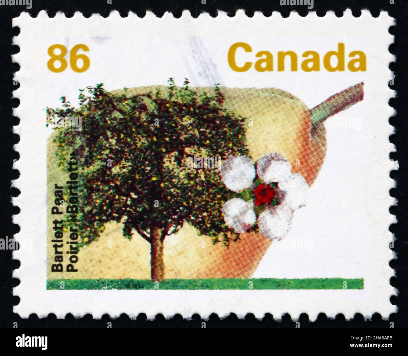 CANADA - CIRCA 1992: Un francobollo stampato in Canada mostra Bartlett Pear, Williams Pear, Pyrus Communis, Fruit Tree, circa 1992 Foto Stock