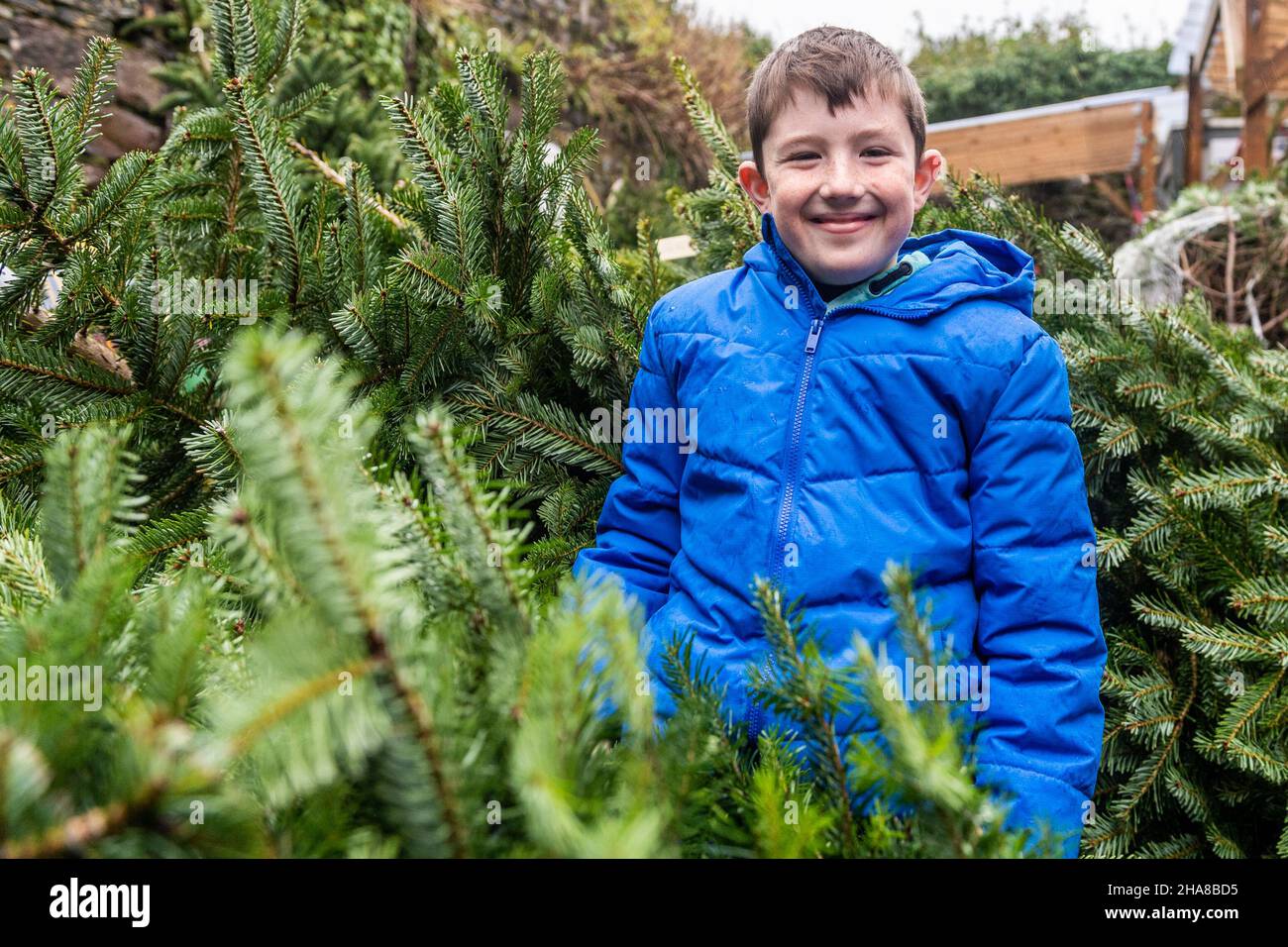 Clonakilty, West Cork, Irlanda. 11th Dic 2021. In un giorno di pioggia pesante. Jack Rea di Clonakilty era shopping per un albero di Natale a Clonakilty. Credit: AG News/Alamy Live News Foto Stock