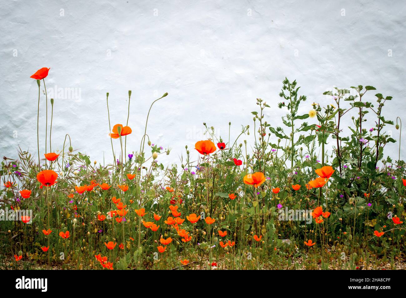 Fiori di papavero contro il muro bianco, Aljezur, Portogallo Foto Stock