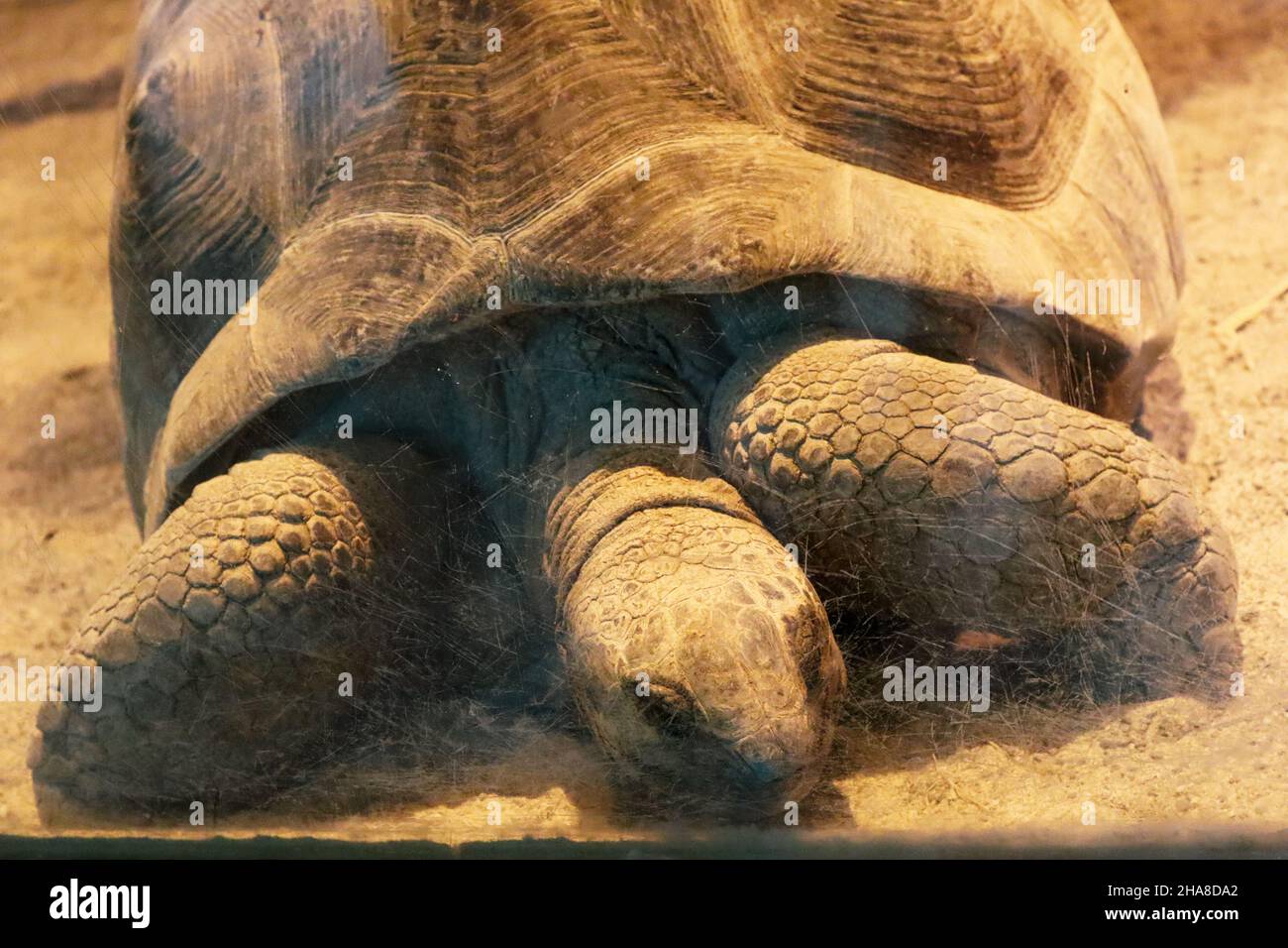 Primo piano di una tartaruga gigante di aldabra Foto Stock