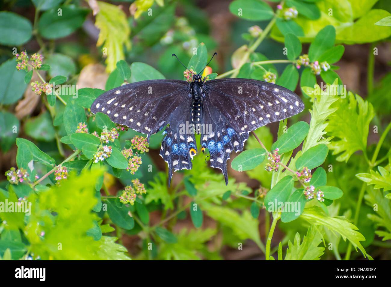 Una farfalla verde-annebbiata seduto sulla cima di un'erba selvaggia nel parco naturale Preserve Foto Stock