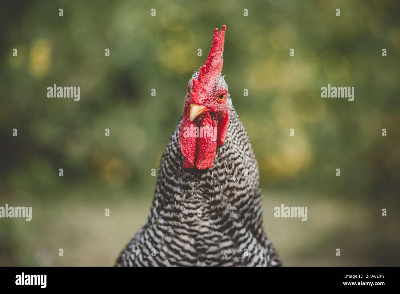 Ritratto di un Gallo che guarda dritto Foto Stock