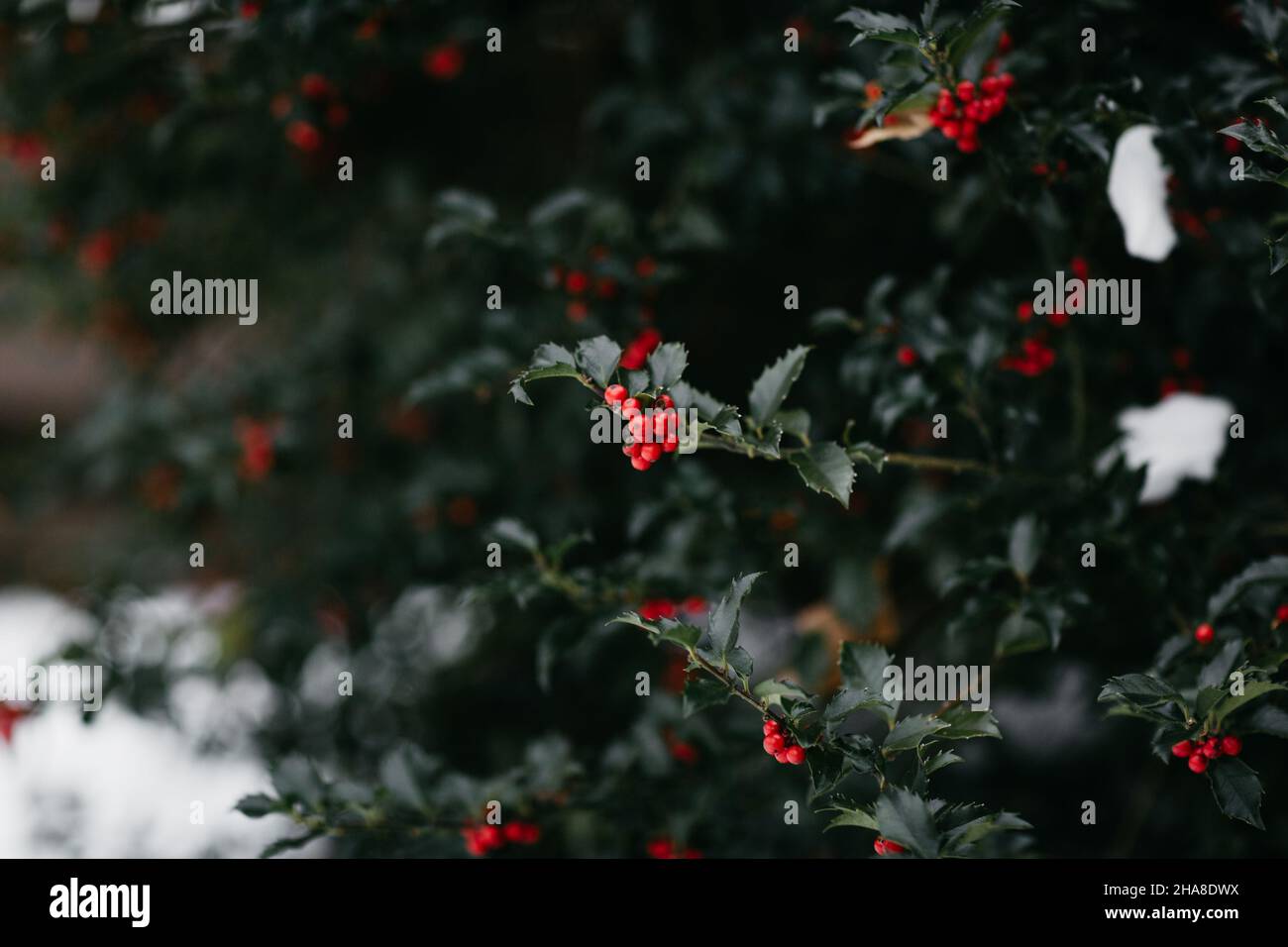 Primo piano di frutti di bosco e neve in inverno Foto Stock