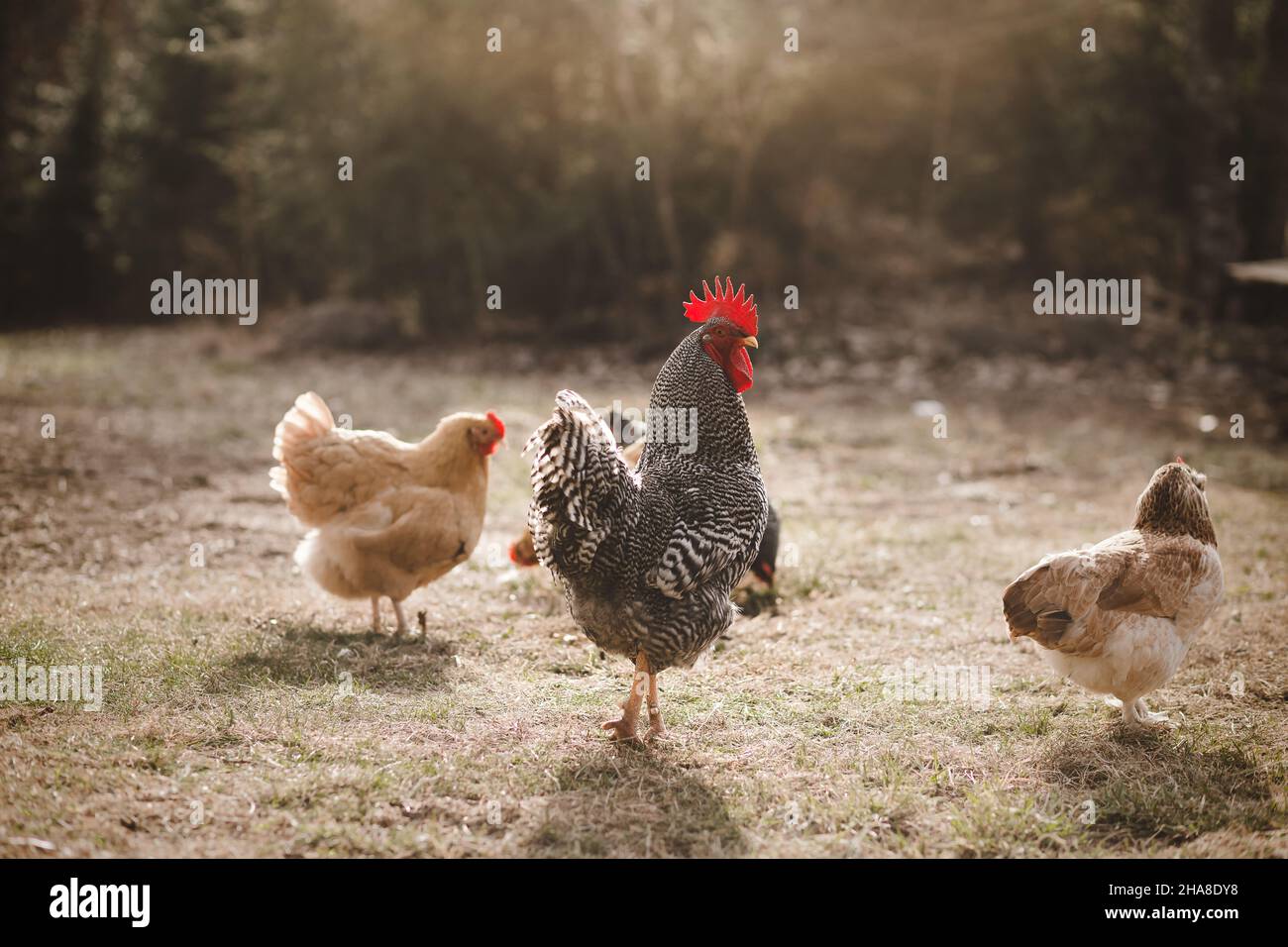 Barred Rock Rooster libero che varia nel cortile con galline intorno Foto Stock
