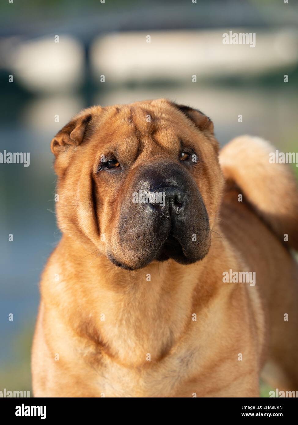 Sharpei Foto Stock