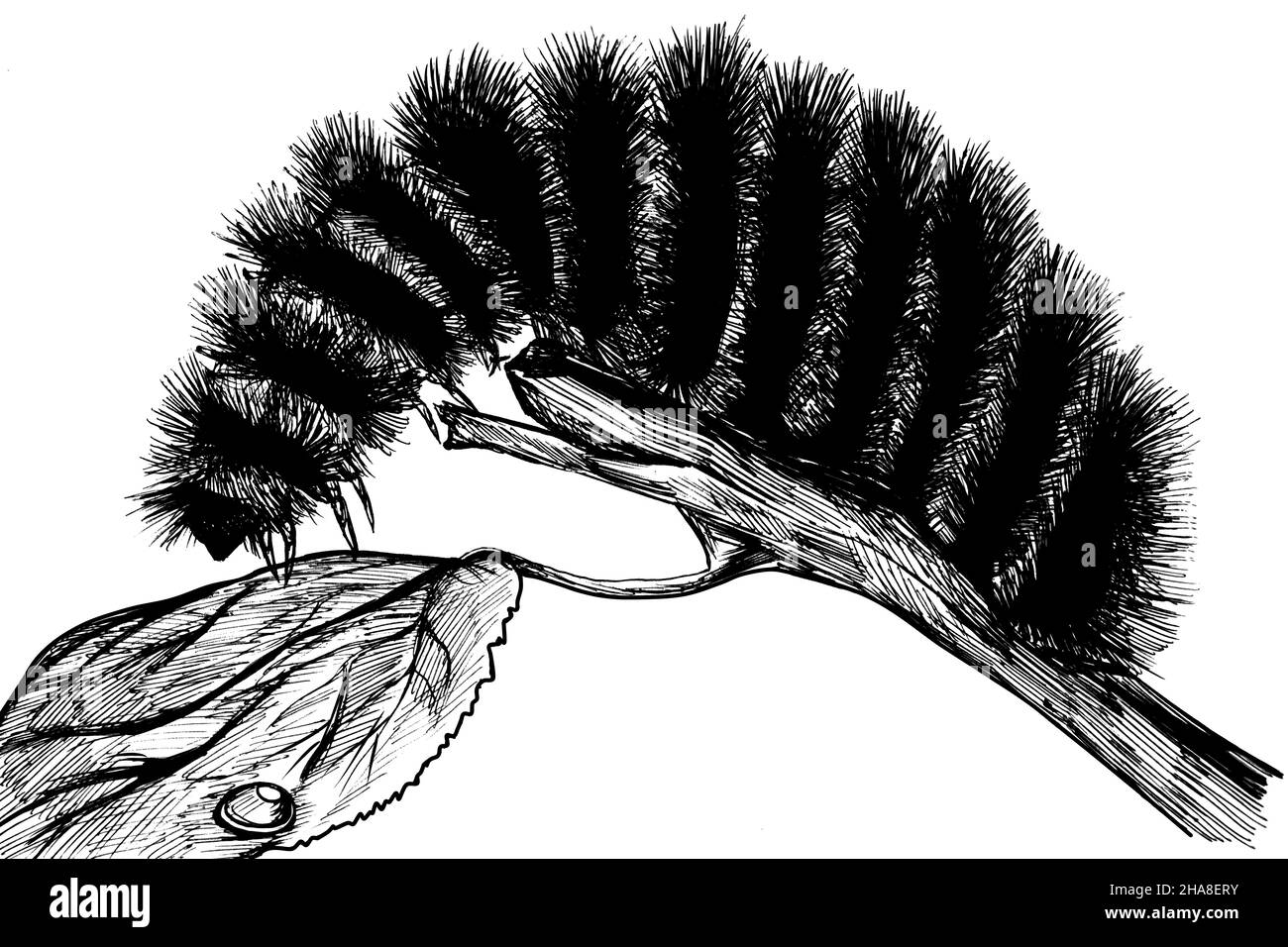 Illustrazione dell'inchiostro nero fuzzy Caterpillar Foto Stock