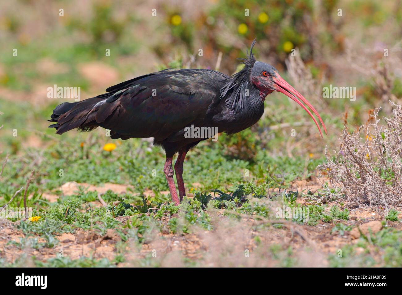 Un adulto, Northern Bald ibis (Geronticus eremita), che si nutriva nei pressi di Tamri sulla costa atlantica del Marocco all'inizio della primavera Foto Stock