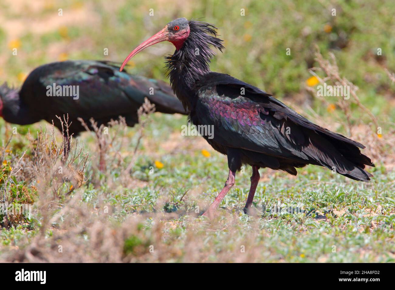 Un adulto, Northern Bald ibis (Geronticus eremita), che si nutriva nei pressi di Tamri sulla costa atlantica del Marocco all'inizio della primavera Foto Stock
