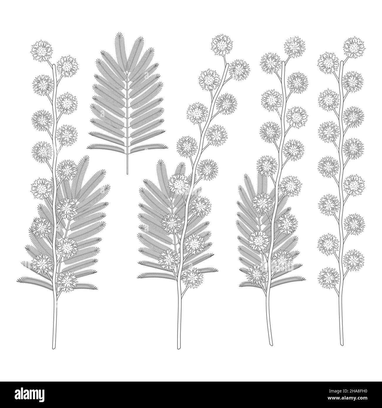 Set di illustrazioni in bianco e nero con fiori di mimosa. Oggetti vettoriali isolati su sfondo bianco. Illustrazione Vettoriale