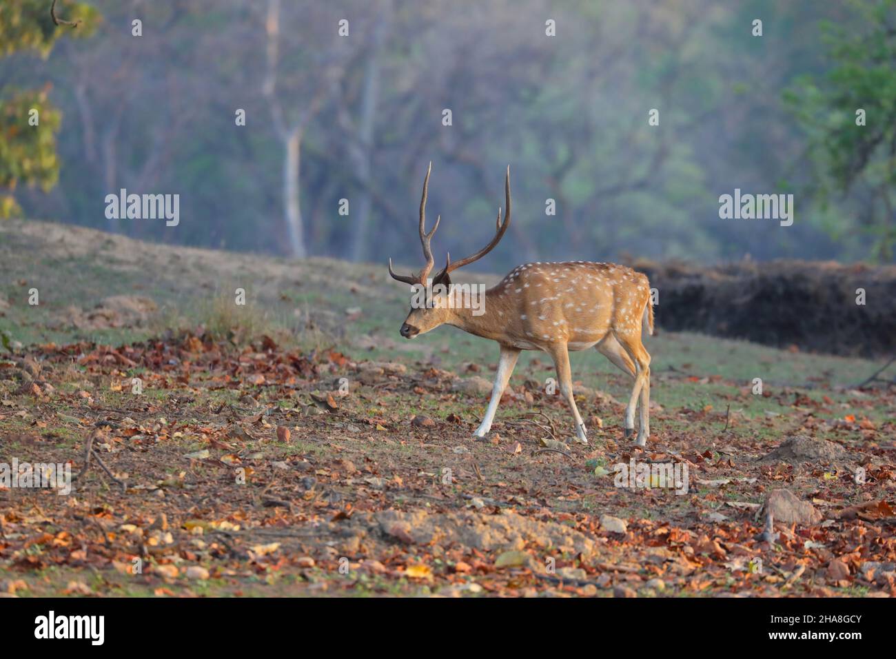 Un cervo Chital o macinato (asse dell'asse) nel Parco Nazionale di Kanha, Madhya Pradesh, India Foto Stock