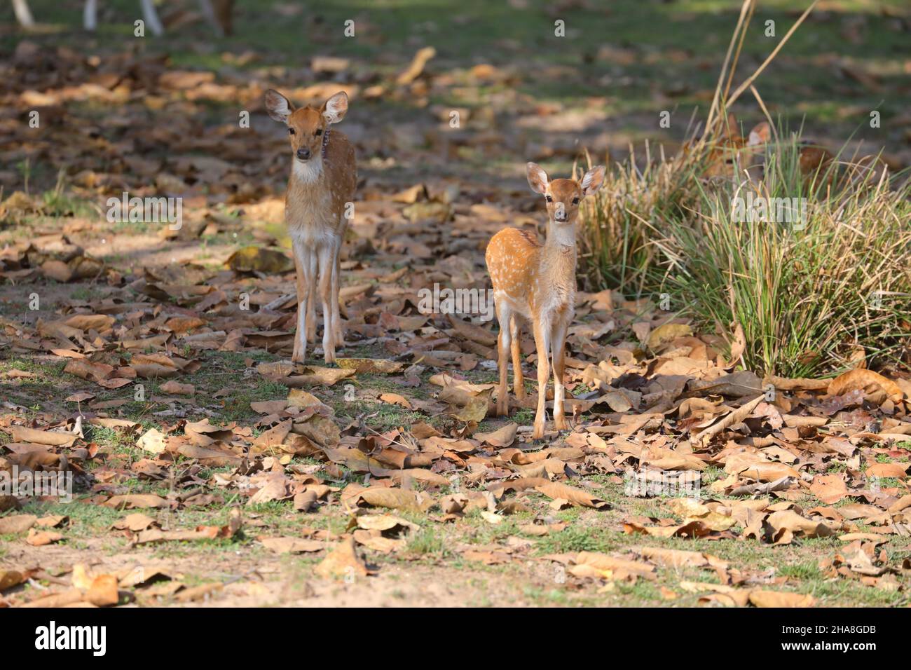 Cervi macchiati o fawn (asse dell'asse) nel Parco Nazionale di Kanha, Madhya Pradesh, India Foto Stock