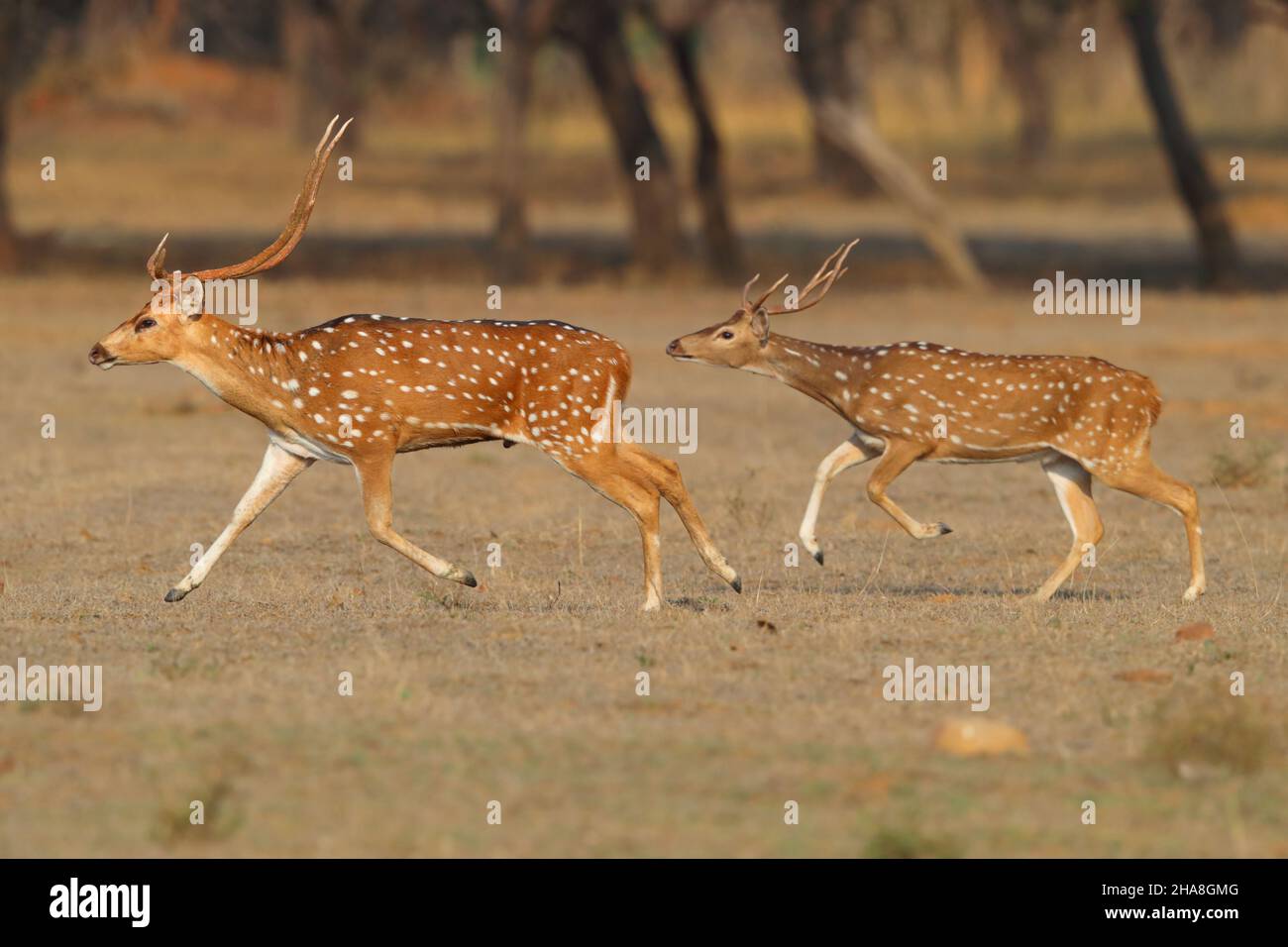 Due cervo spotted di Pag. O Chital (asse dell'asse) che corre per la copertura nella riserva della tigre di Tadoba-Andhari, Maharashtra, India Foto Stock