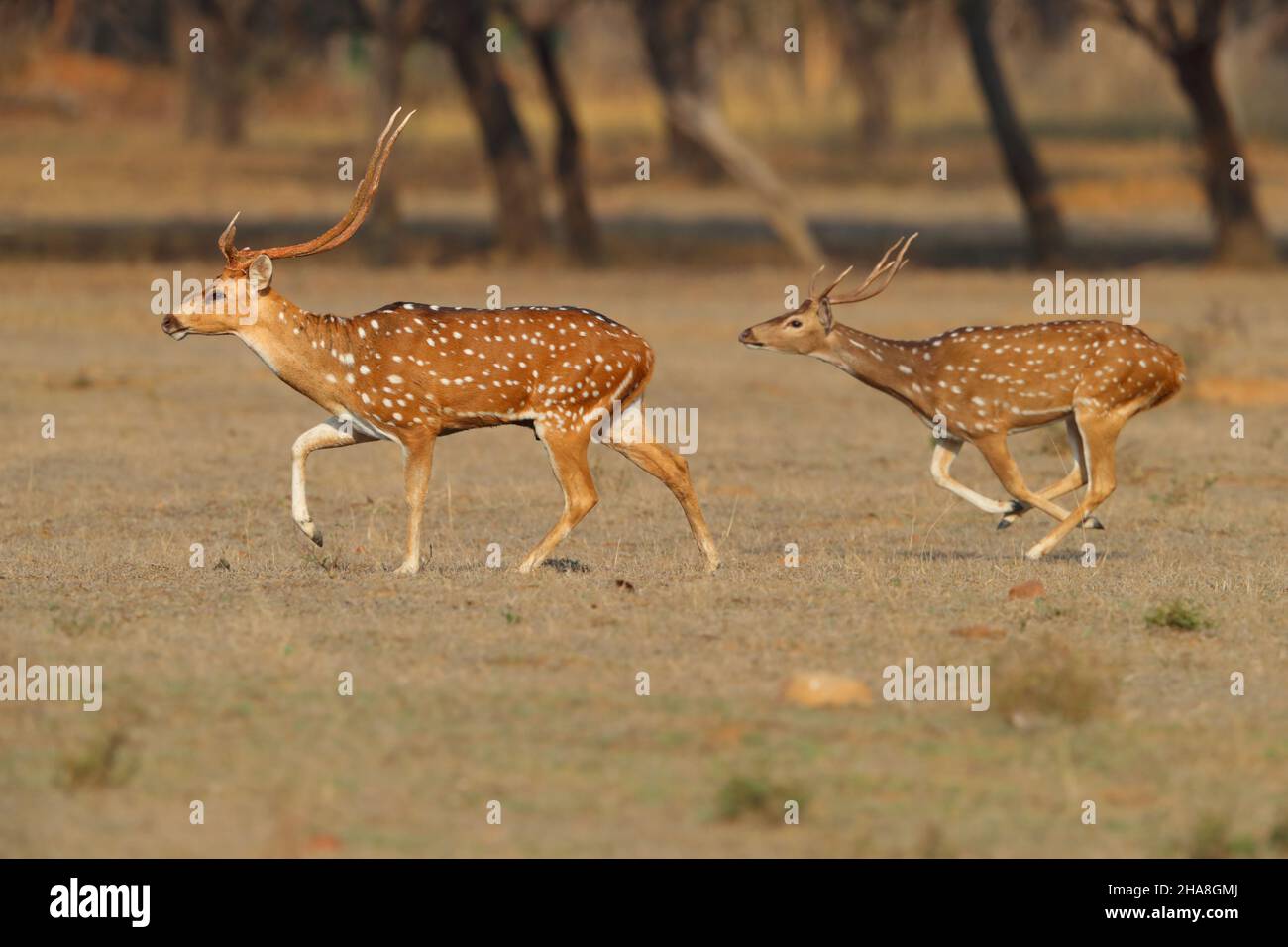 Due cervo spotted di Pag. O Chital (asse dell'asse) che corre per la copertura nella riserva della tigre di Tadoba-Andhari, Maharashtra, India Foto Stock