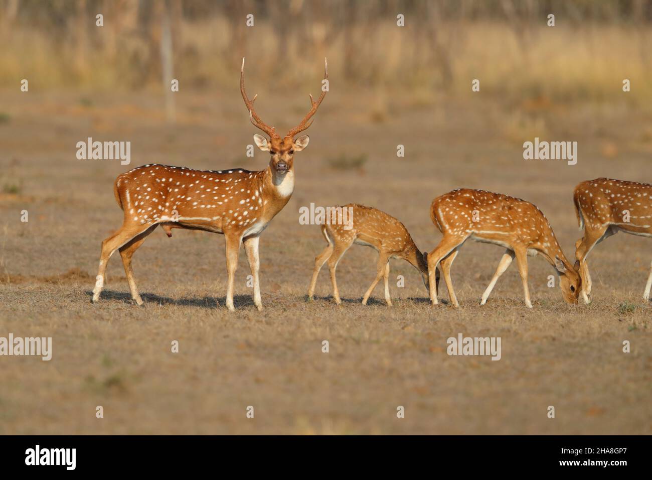 Mandria di cervi macchiati o Chital (asse dell'asse) nella riserva delle tigri di Tadoba-Andhari, Maharashtra, India Foto Stock