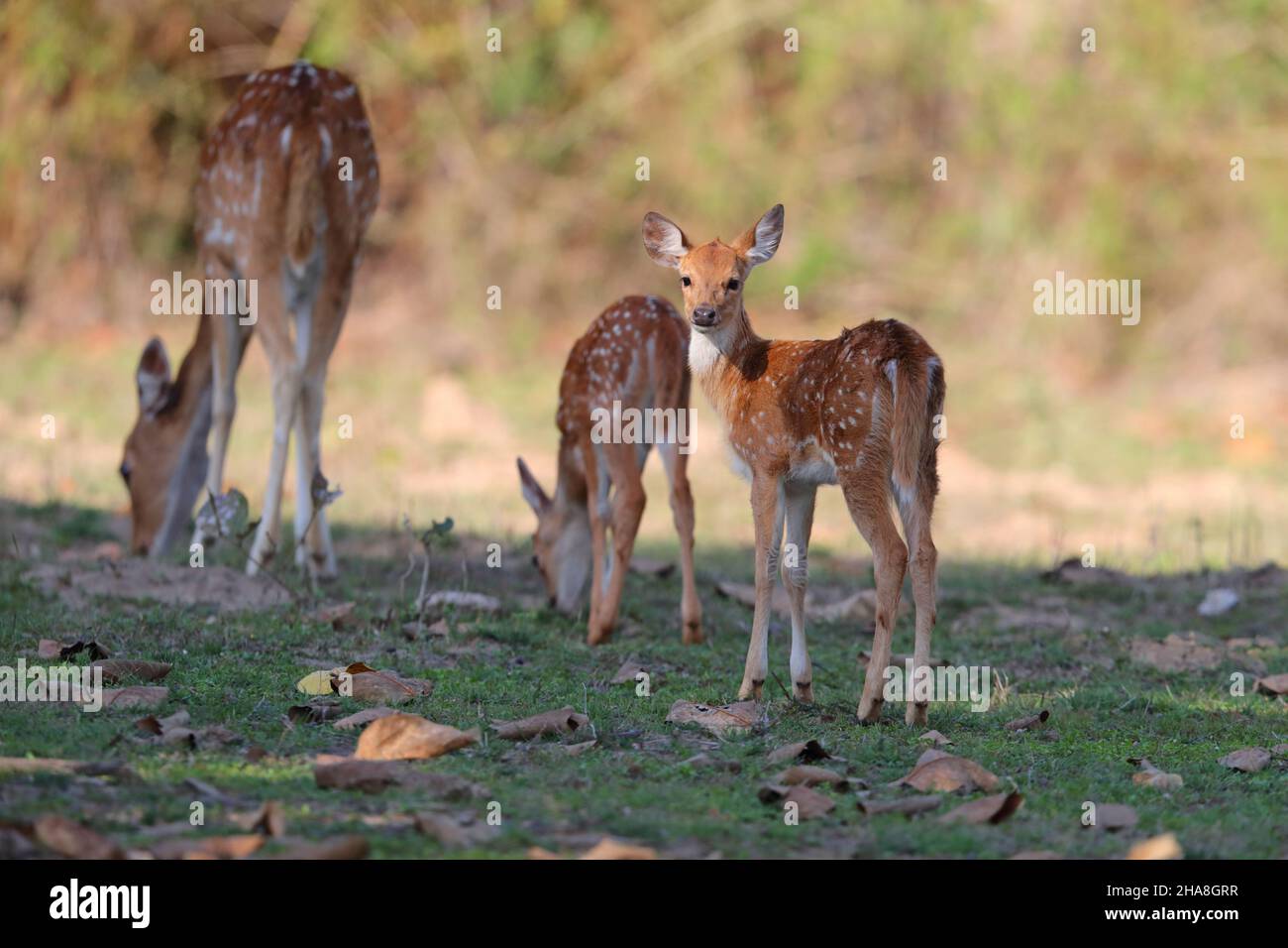 Cervi macchiati o fawn di Chital (asse dell'asse) nella riserva delle tigri di Tadoba-Andhari, Maharashtra, India Foto Stock