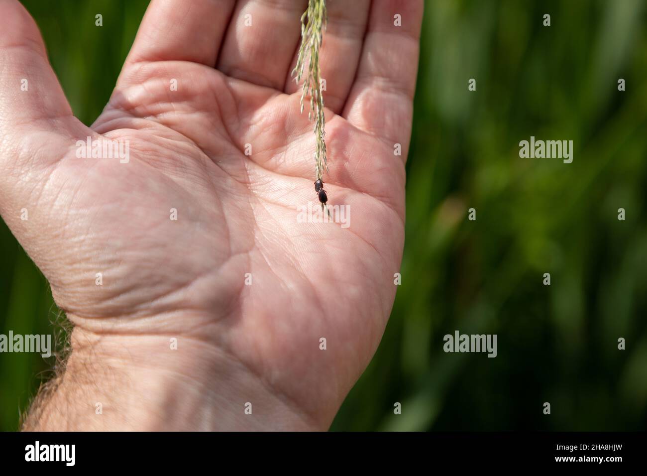 Due piccole zecche che tengono su un pezzo di erba in una mano caucasica Foto Stock