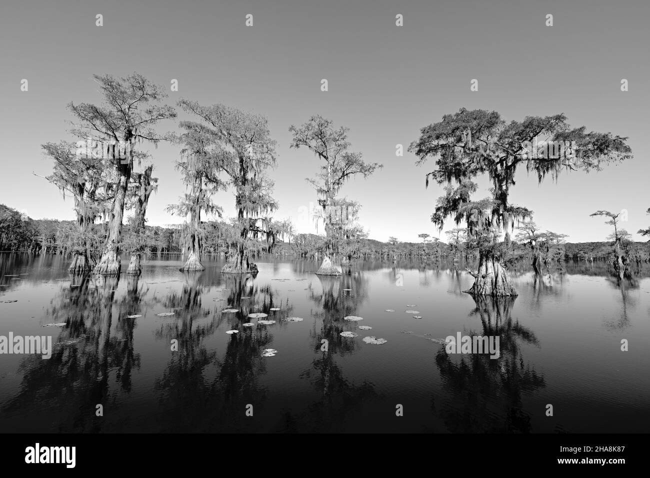 Caddo Lake Cypress Tree Swamp Foto Stock