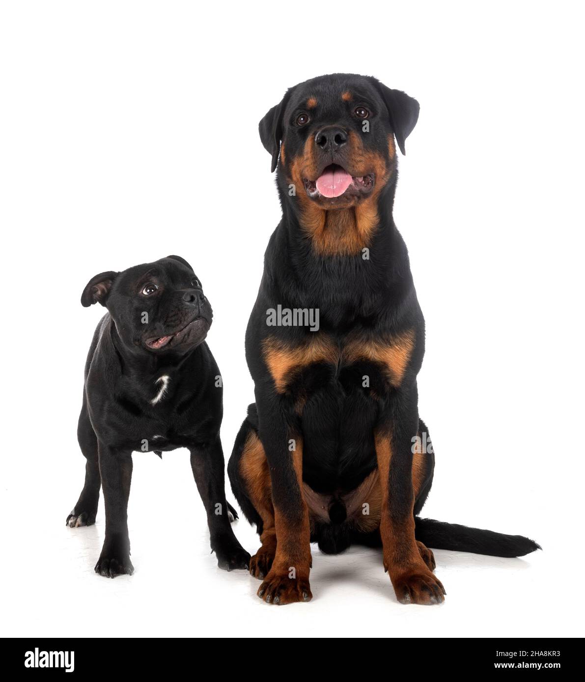 Rottweiler pitbull immagini e fotografie stock ad alta risoluzione - Alamy