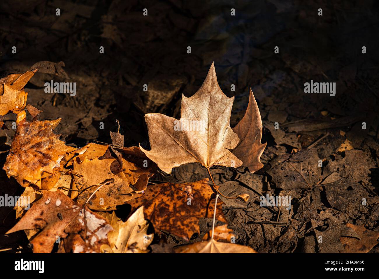 FOGLIE SECCHE D'AUTUNNO, GALLEGGIANTI SULL'ACQUA. Foto Stock