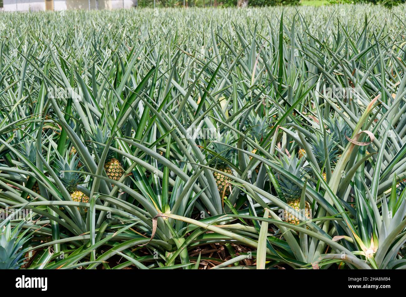 Coltivazione di ananas vicino a pital, Costa Rica, America Centrale Foto Stock