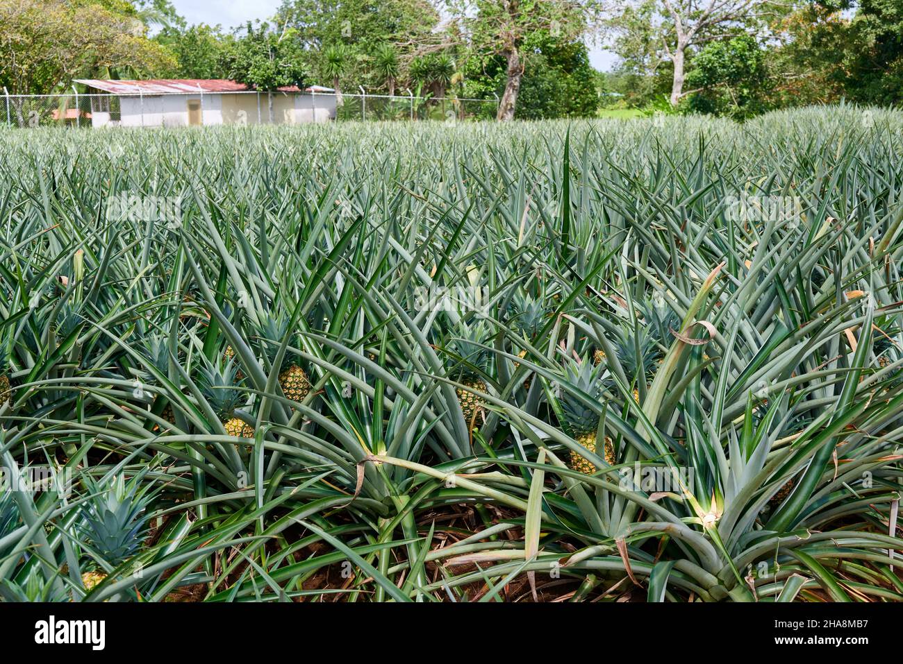 Coltivazione di ananas vicino a pital, Costa Rica, America Centrale Foto Stock