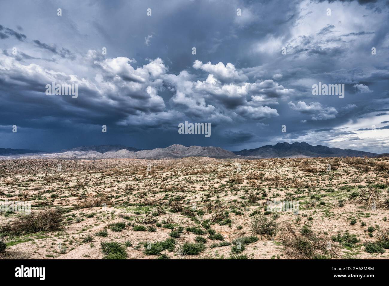 Una vista del deserto di sonora vicino Phoenix, Arizona. Foto Stock