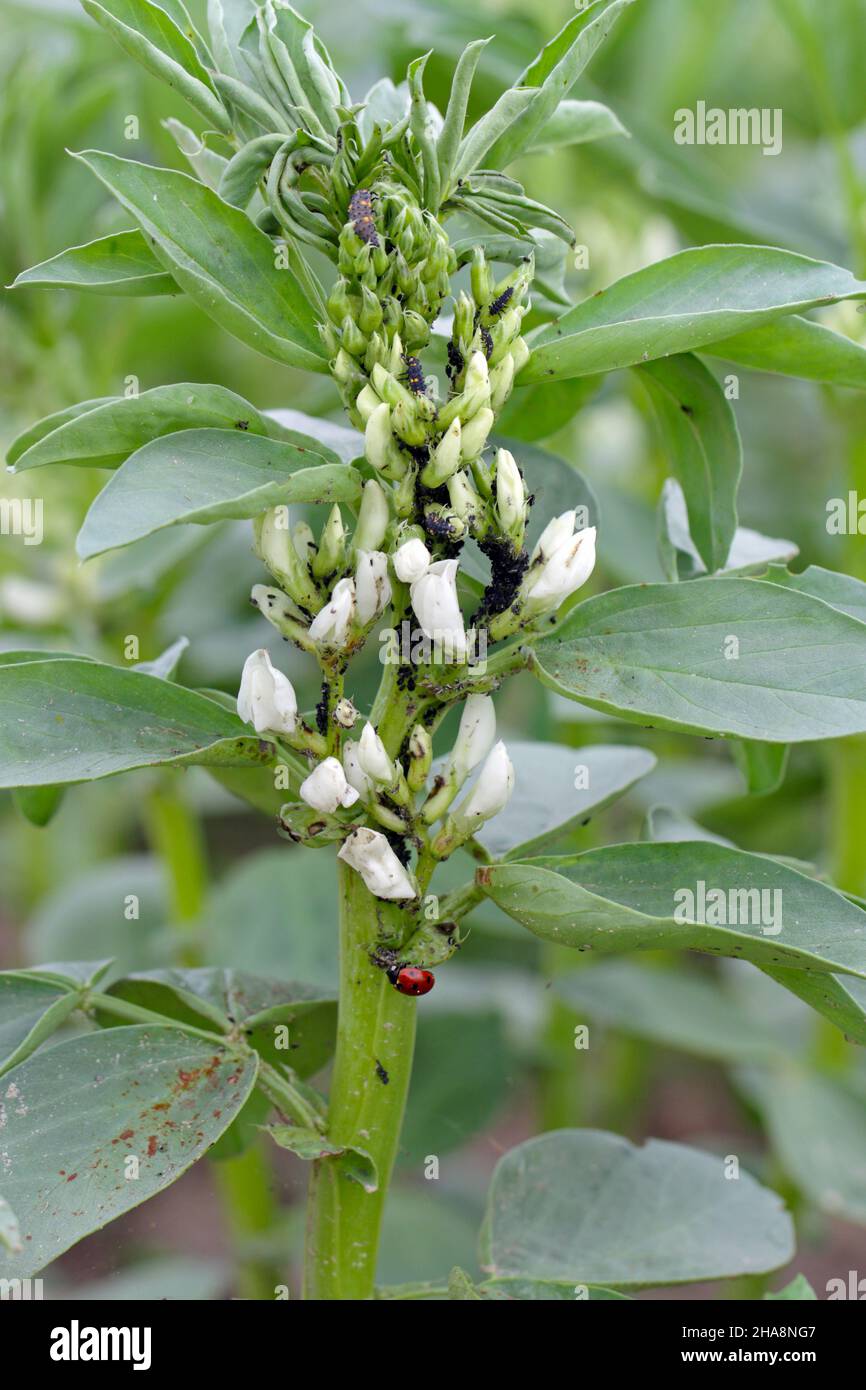 Gli afidi di fagiolo nero, Aphis fabae, sulle piante di fagiolo faba e il loro nemico naturale - ladybird a sette punti - Coccinella septempuntata. Foto Stock