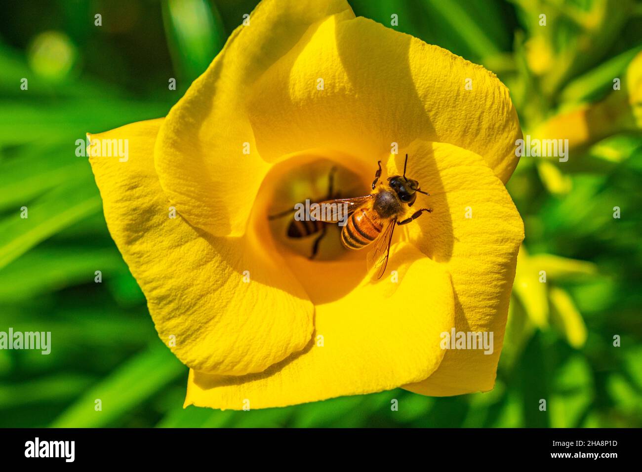 Le api del miele volano e si arrampicano nel fiore giallo dell'Oleander sull'albero con foglie verdi a Playa del Carmen Messico. Foto Stock