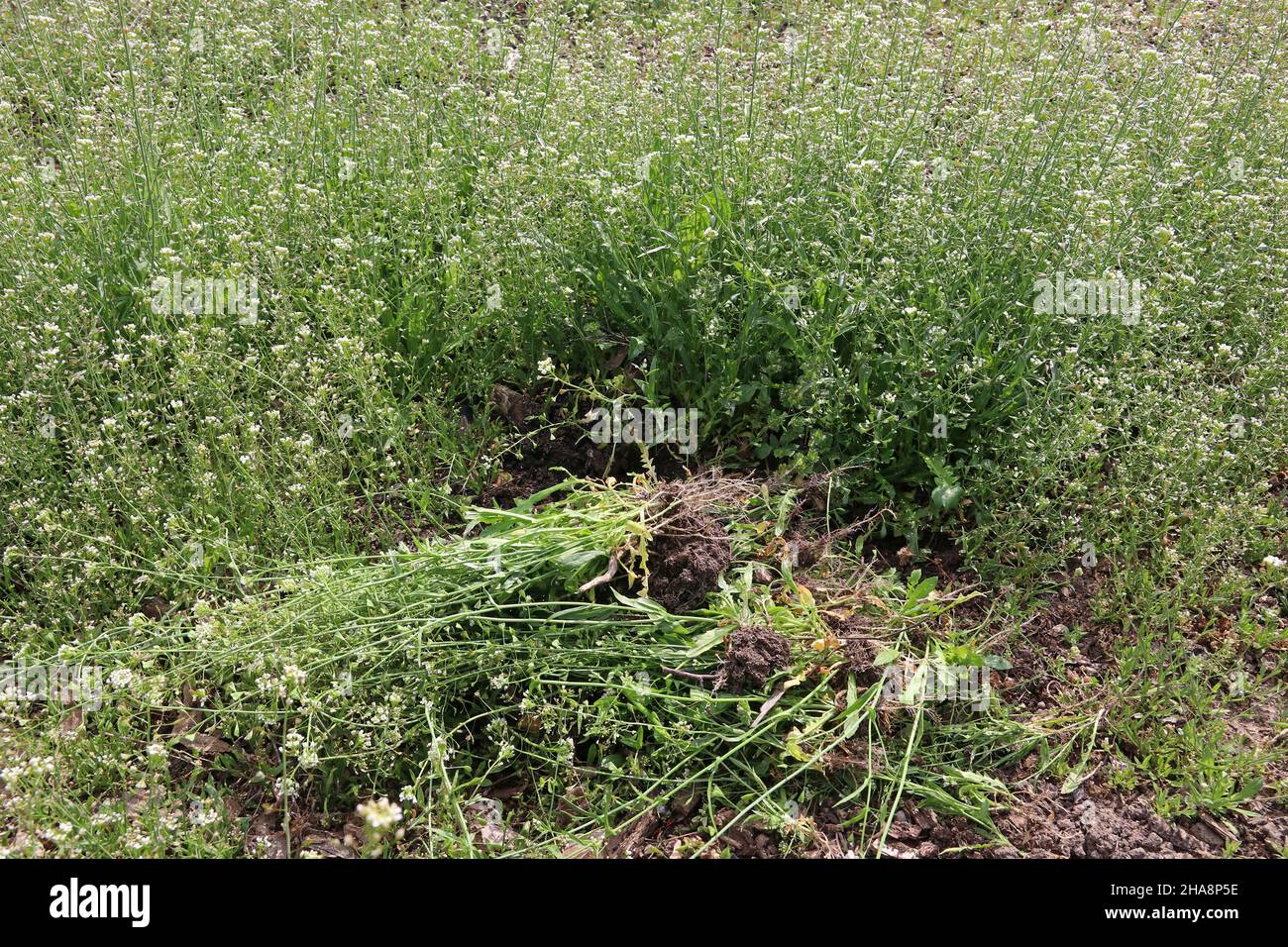 Sradicare una pianta erbaccia. Borsa del pastore di erbaccia. Capsella bursa-pastoris. Foto Stock