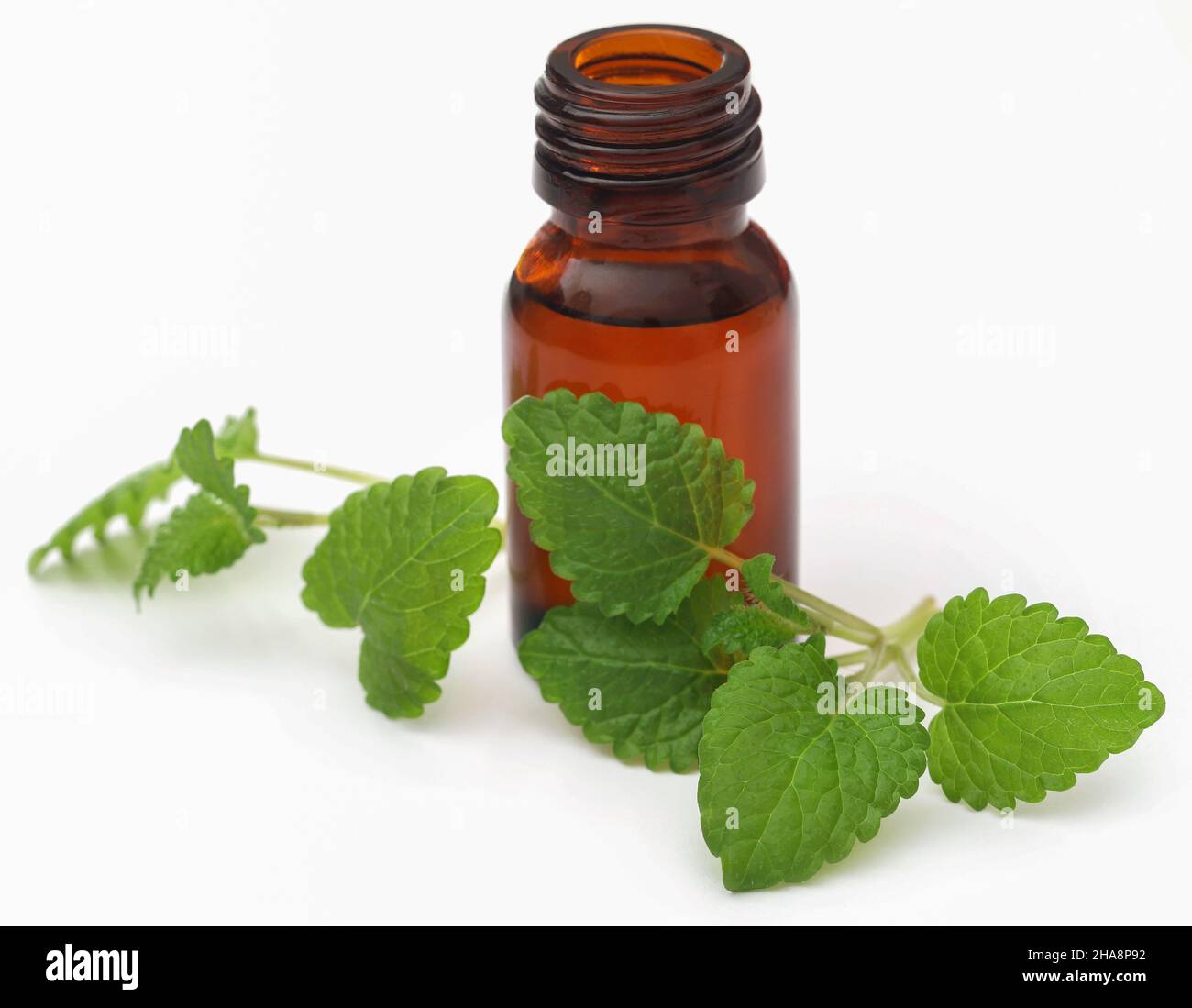Foglie di balsamo al limone con olio essenziale estratto in bottiglia su sfondo bianco Foto Stock
