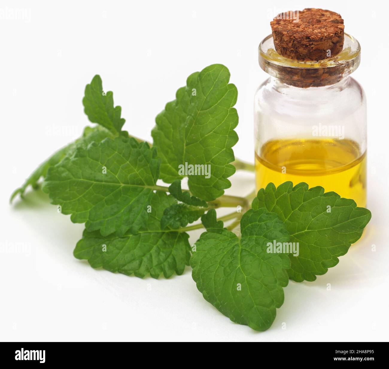 Foglie di balsamo al limone con olio essenziale estratto in bottiglia su sfondo bianco Foto Stock