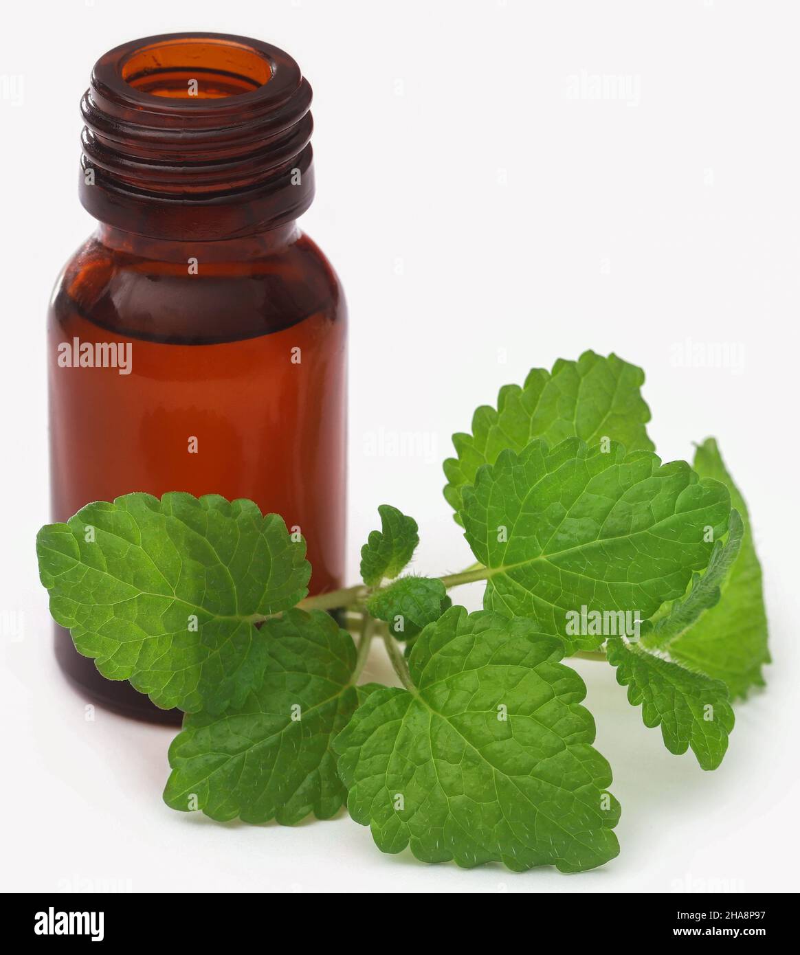 Foglie di balsamo al limone con olio essenziale estratto in bottiglia su sfondo bianco Foto Stock
