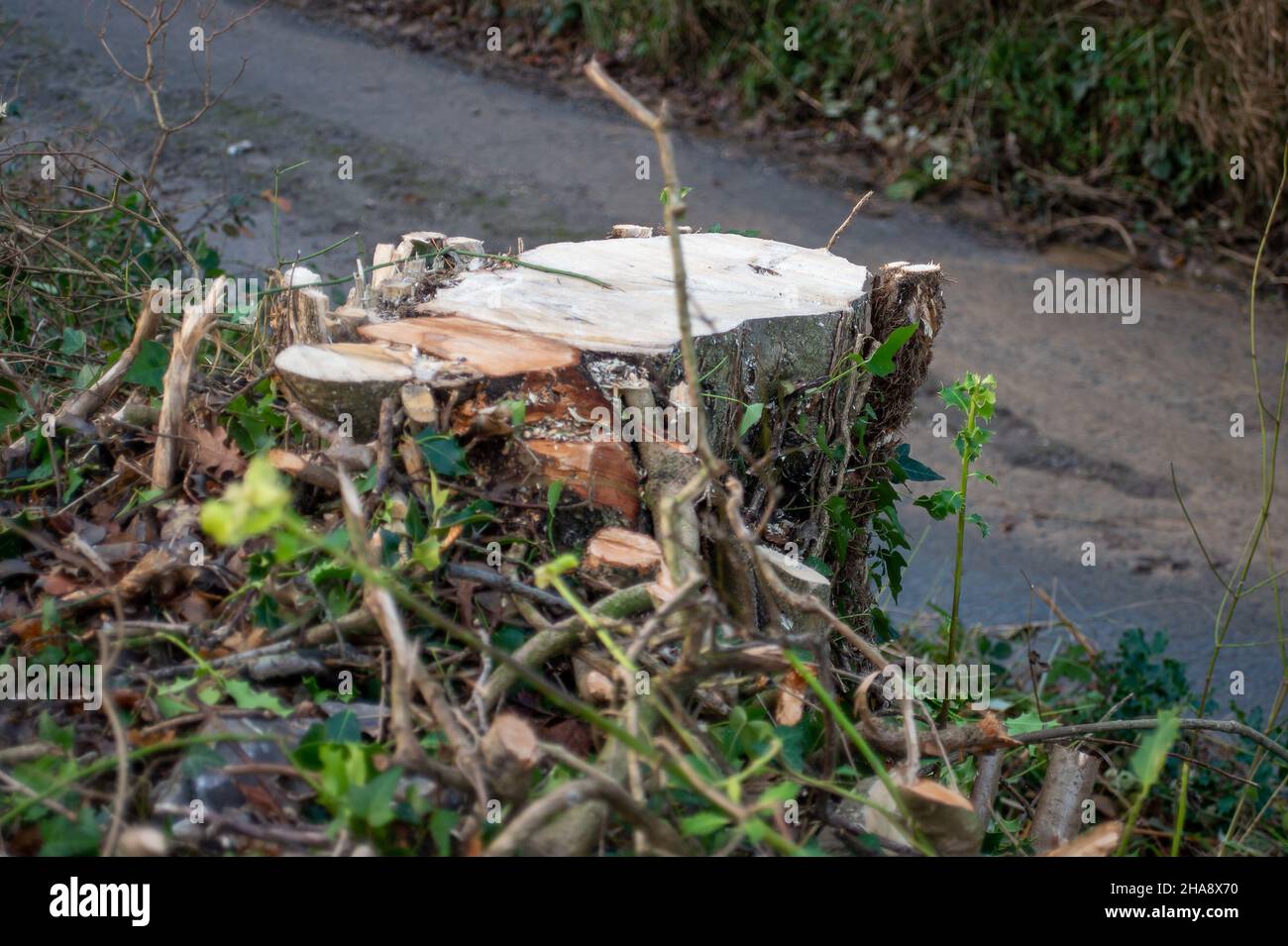 Aylesbury vale, Buckinghamshire, Regno Unito. 8th dicembre 2021. HS2 Ltd hanno abbattuto alberi ancora più maturi questa settimana e presumibilmente senza una licenza di fauna selvatica. La costruzione della ferrovia ad alta velocità da Londra a Birmingham sta avendo un impatto molto negativo su parte del Chilterns che è un'area di bellezza naturale eccezionale. La tratta orientale del HS2 è stata cancellata, in quanto il progetto è decisamente superiore al budget. Credit: Maureen McLean/Alamy Foto Stock