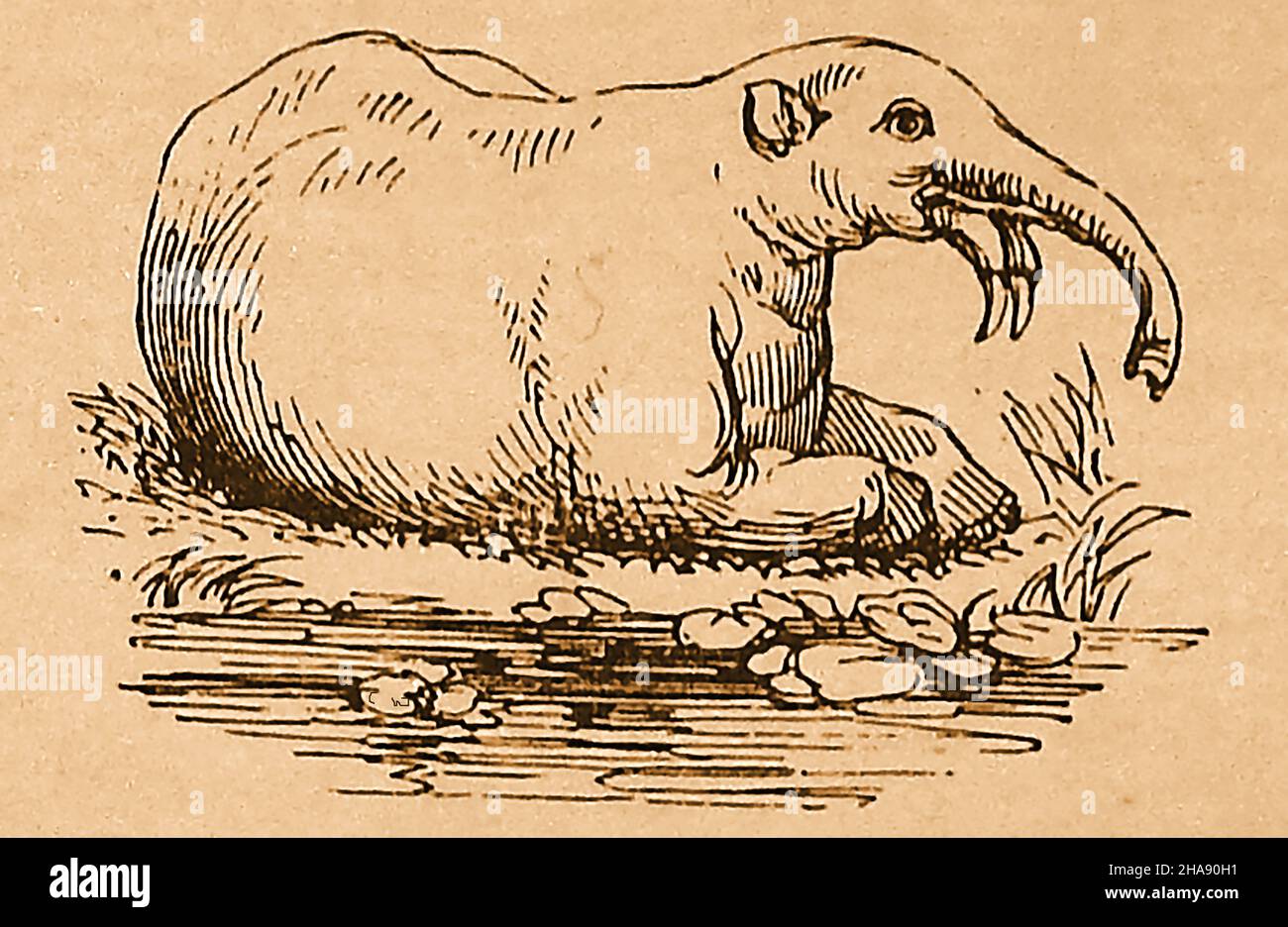 Uno schizzo britannico del 19th secolo di un Dinotherium (che significa "terribile bestia", ora estinta ma trovato in formazioni geologiche terziarie europee. Il campione più grande rimasto indica che ha superato i 18 metri (5,5 piedi) di lunghezza. L'animale aveva un proboscide o un tronco e due spolverini prominenti. Può essere stato collegato con l'elefante moderno, il tricheco o la mucca di mare di Steller (Hydrodamalis gigas). Georg Wilhelm Steller (1709 – 1746) è stato un Foto Stock