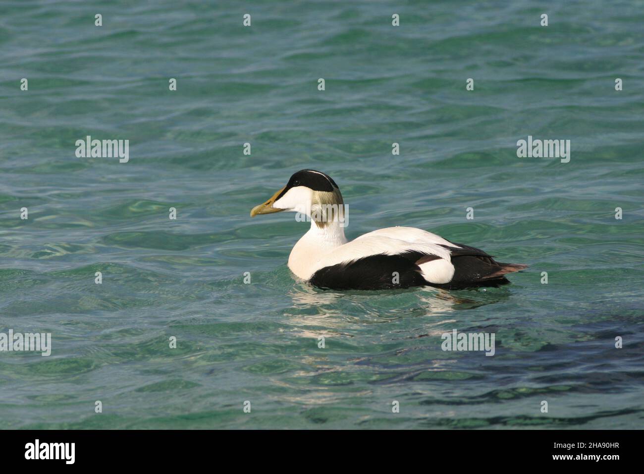 Eider maschile in acque limpide e belle del Nord Uist Scozia dove cacciano molluschi e granchi. Foto Stock