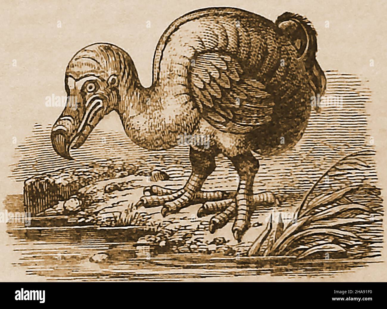 Un'incisione del 19th secolo di un uccello Dodo estinto e senza luce. Il dodo (Raphus cullatus) era un uccello che viveva esclusivamente sull'isola di Mauritius, (Oceano Indiano). Il suo parente genetico più vicino era il Rodrigues solitaire (ora anche estinto) che viveva sulla vicina isola di Rodrigues. La prima menzione registrata del dodo fu da parte dei marinai olandesi nel 1598. L'uccello una volta abbondante e il suo uovo singolo erano evidentemente buon mangiare che portava ad esso essere cacciato da gruppi successivi di marinai visitanti che portavano alla sua estinzione un po 'di tempo subito dopo il 1662, quando fu avvistato l'ultima volta. Foto Stock