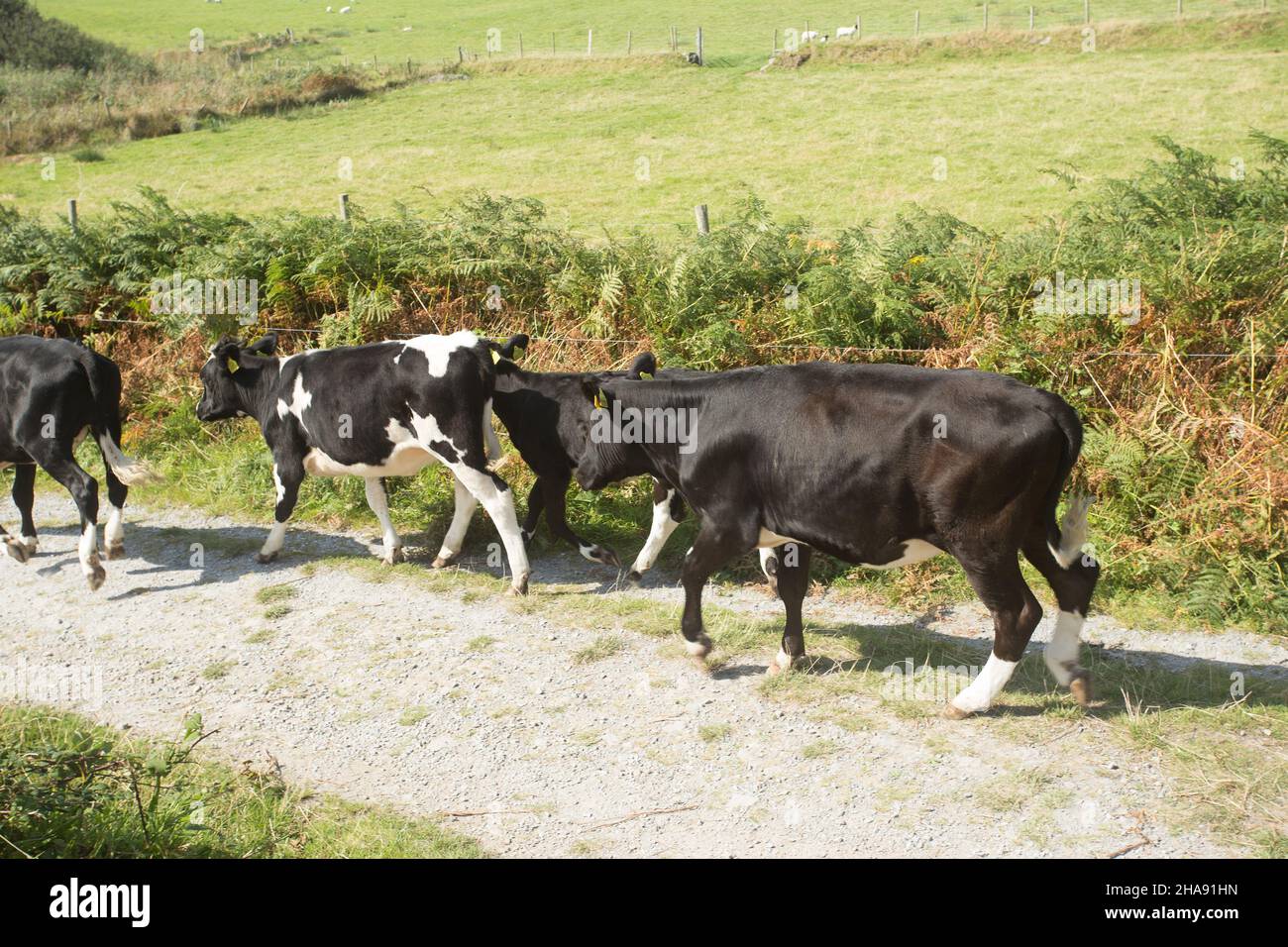 Contea di Kerry Irlanda Foto Stock