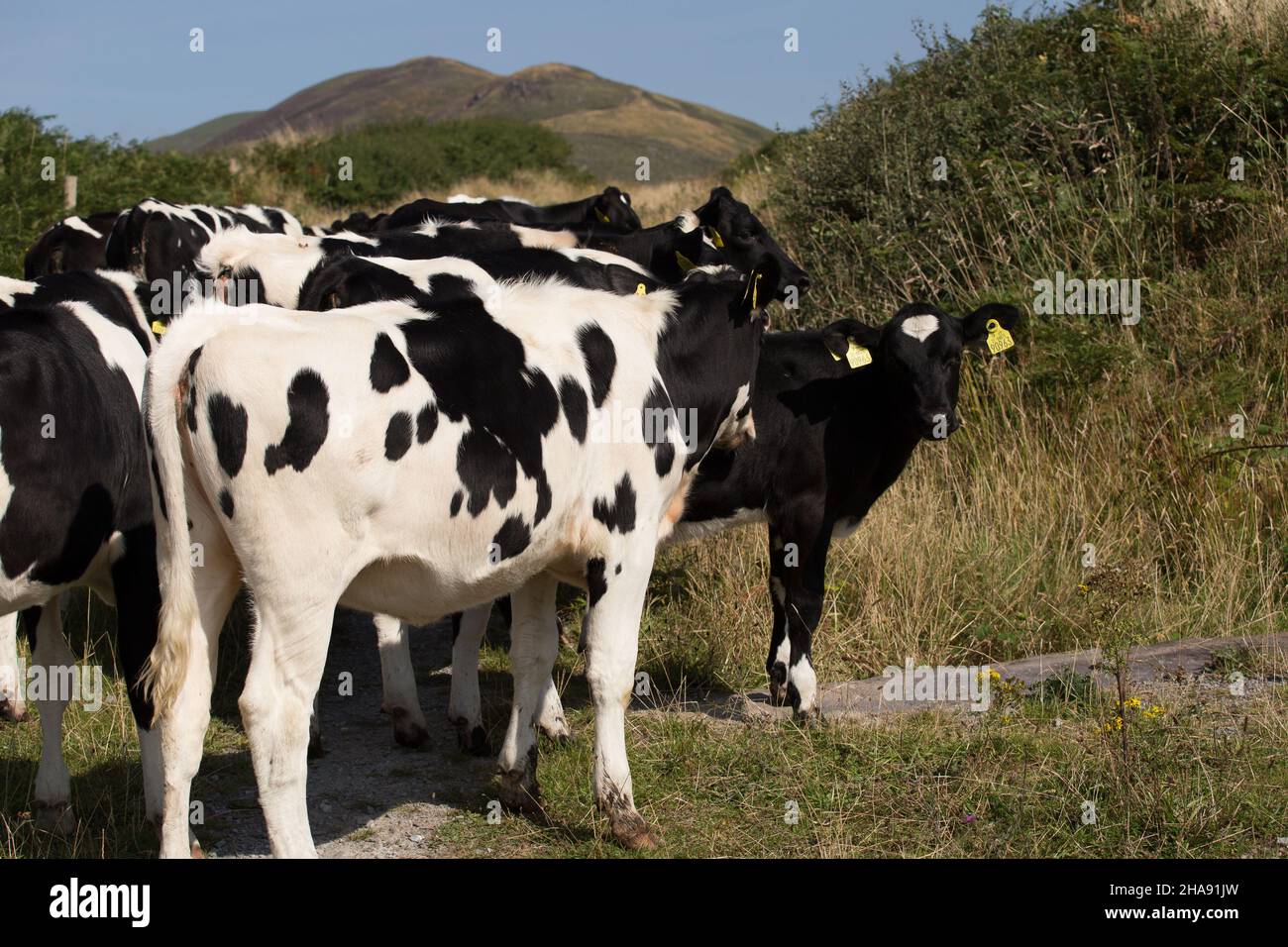 Contea di Kerry Irlanda Foto Stock